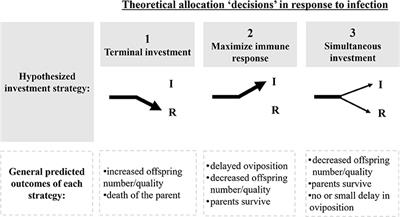 Competing Physiological Demands During Incipient Colony Foundation in a Social Insect: Consequences of Pathogenic Stress